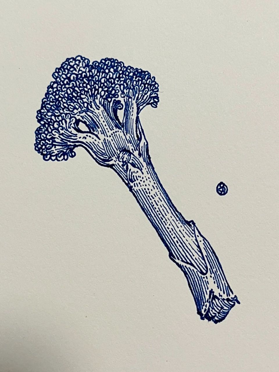 西兰花简单画法对照 首先是观察 然后是概括 就画好了