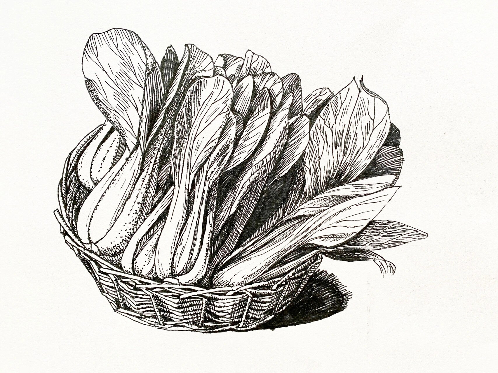 一篮小青菜—写生线描 青菜写生线描步骤: 1,图片准