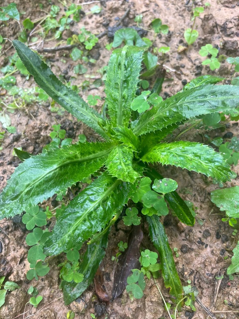 野生山芫荽制作的猪肉丸,也叫野生香菜丸 ✴️野生山芫荽  这种山