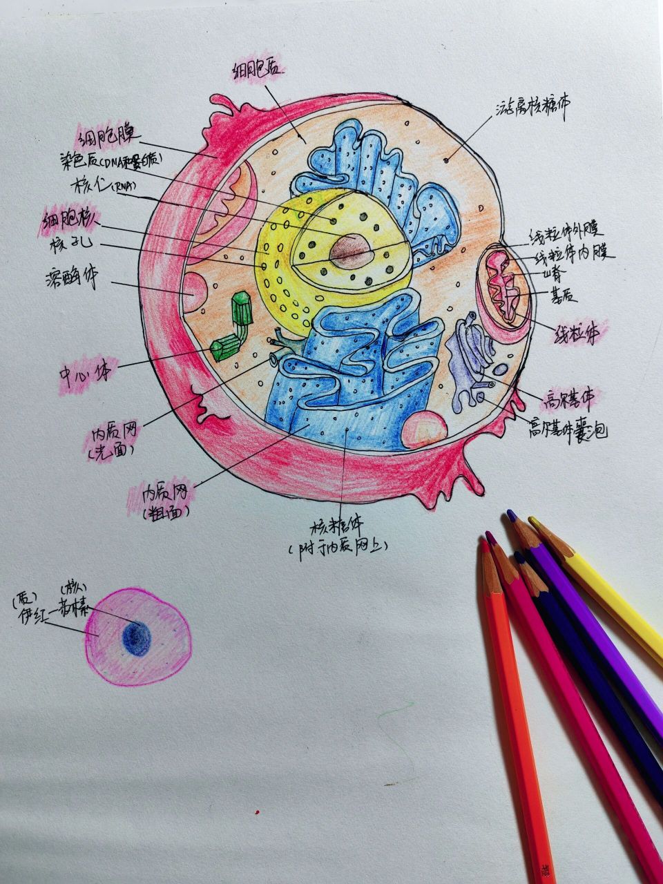 血细胞绘画图图片