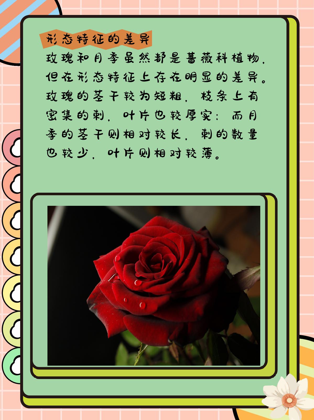 玫瑰跟月季有啥区别  1,形态特征的差异 玫瑰和月季虽然都是蔷薇科