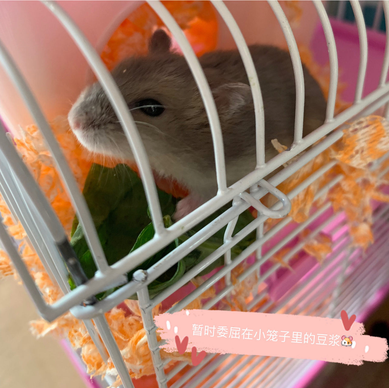 小仓鼠饲养指南 仓鼠品种:紫仓(三线,侏儒类) 991.