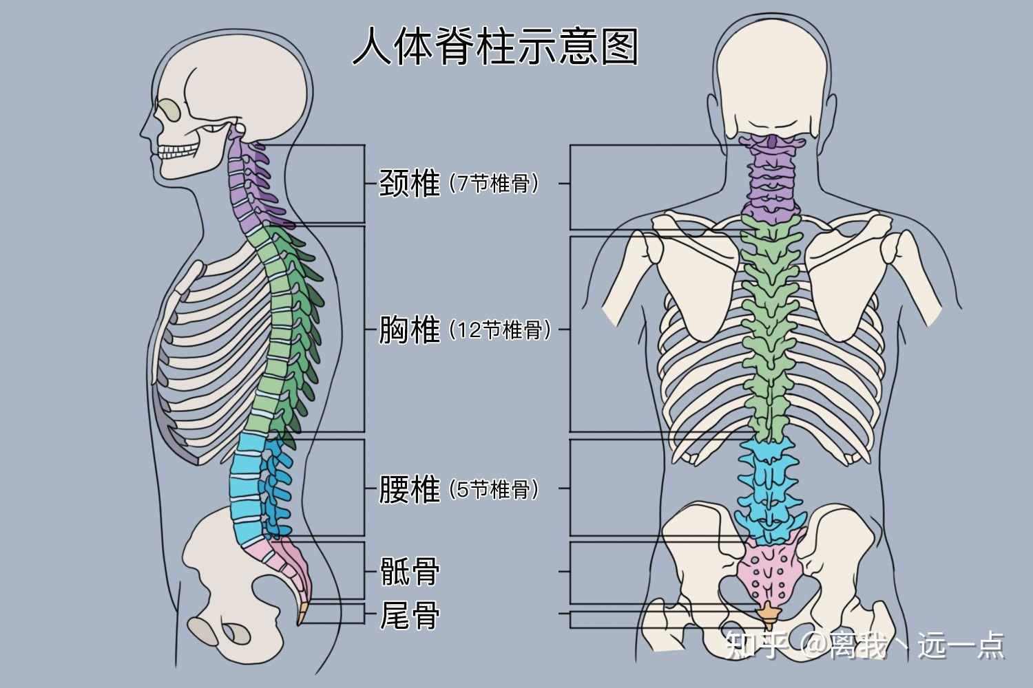 人体的脊柱密码