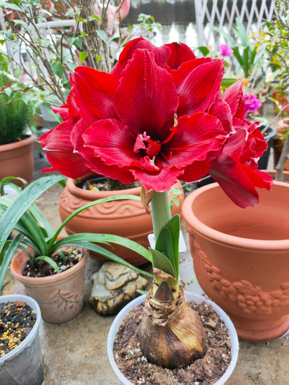 秘鲁新品朱顶红蒂卡女王,花瓣厚实丝绒质感,花型和重瓣黑天鹅还是有