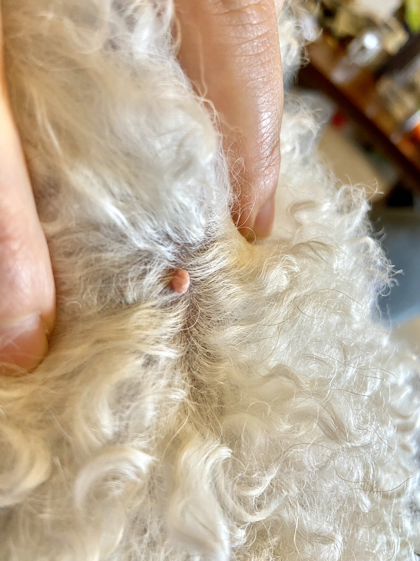 狗狗脖子后面长了个肉球