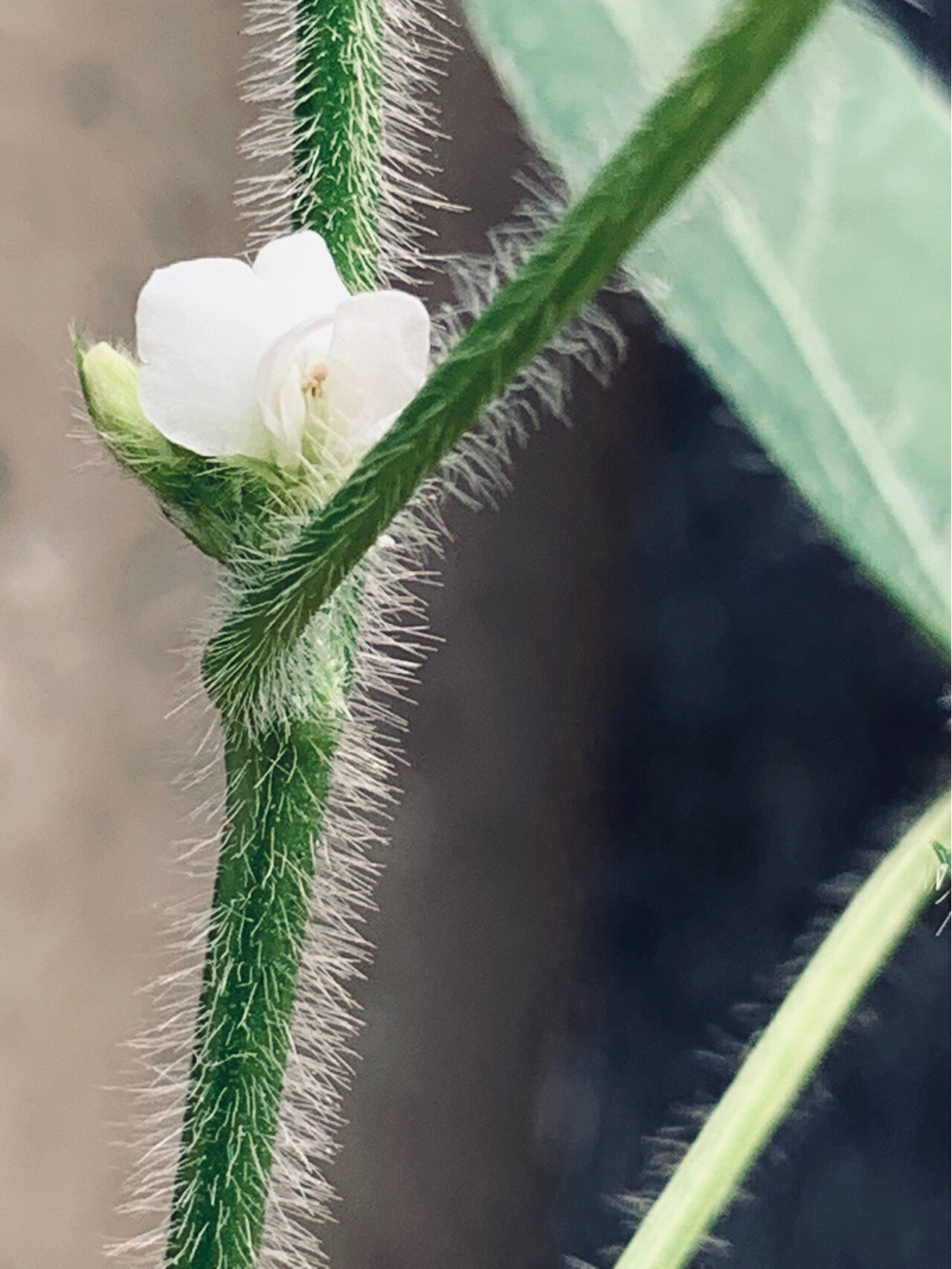 你见过"绿豆"的花朵吗? 白色的,绿豆花,居然那么清纯.