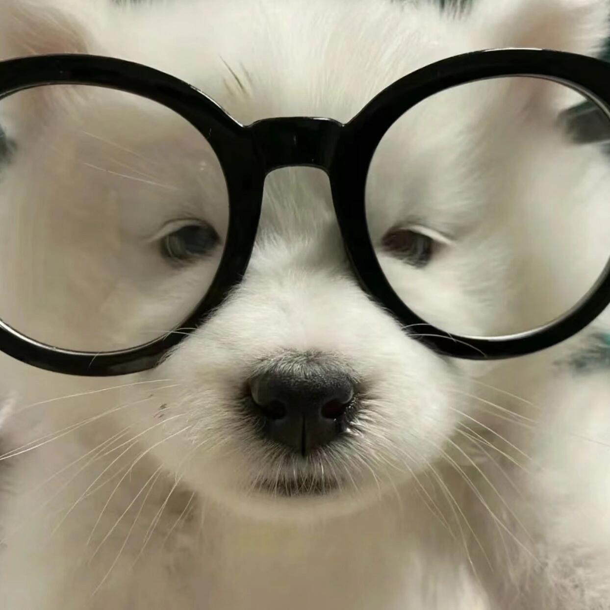 wechat初恋降临小动物头像