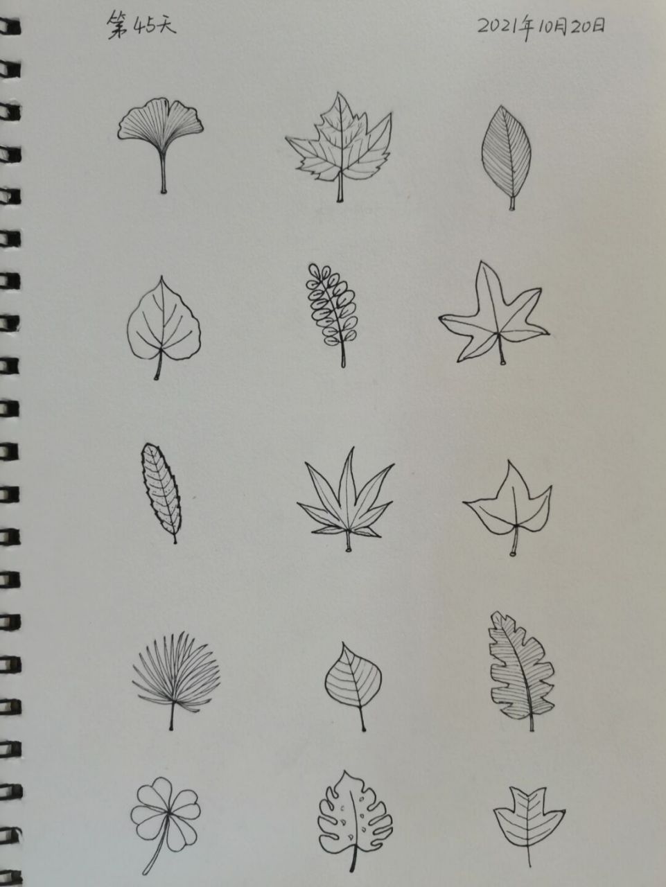 控笔练习/树叶简笔画/随后公布树叶名称哦 7715