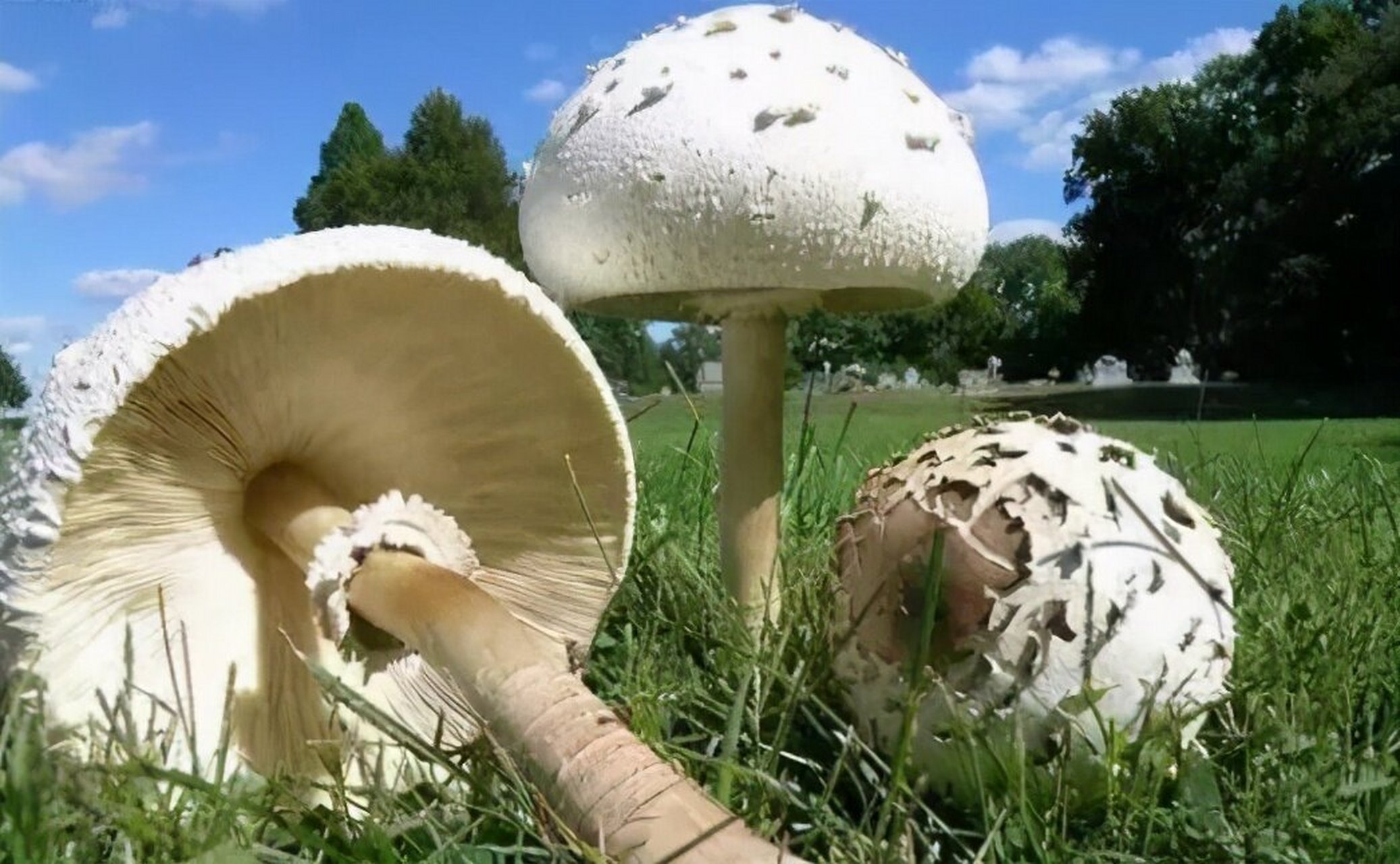 大青褶伞是剧毒蘑菇,是中国最常见和中毒事件最