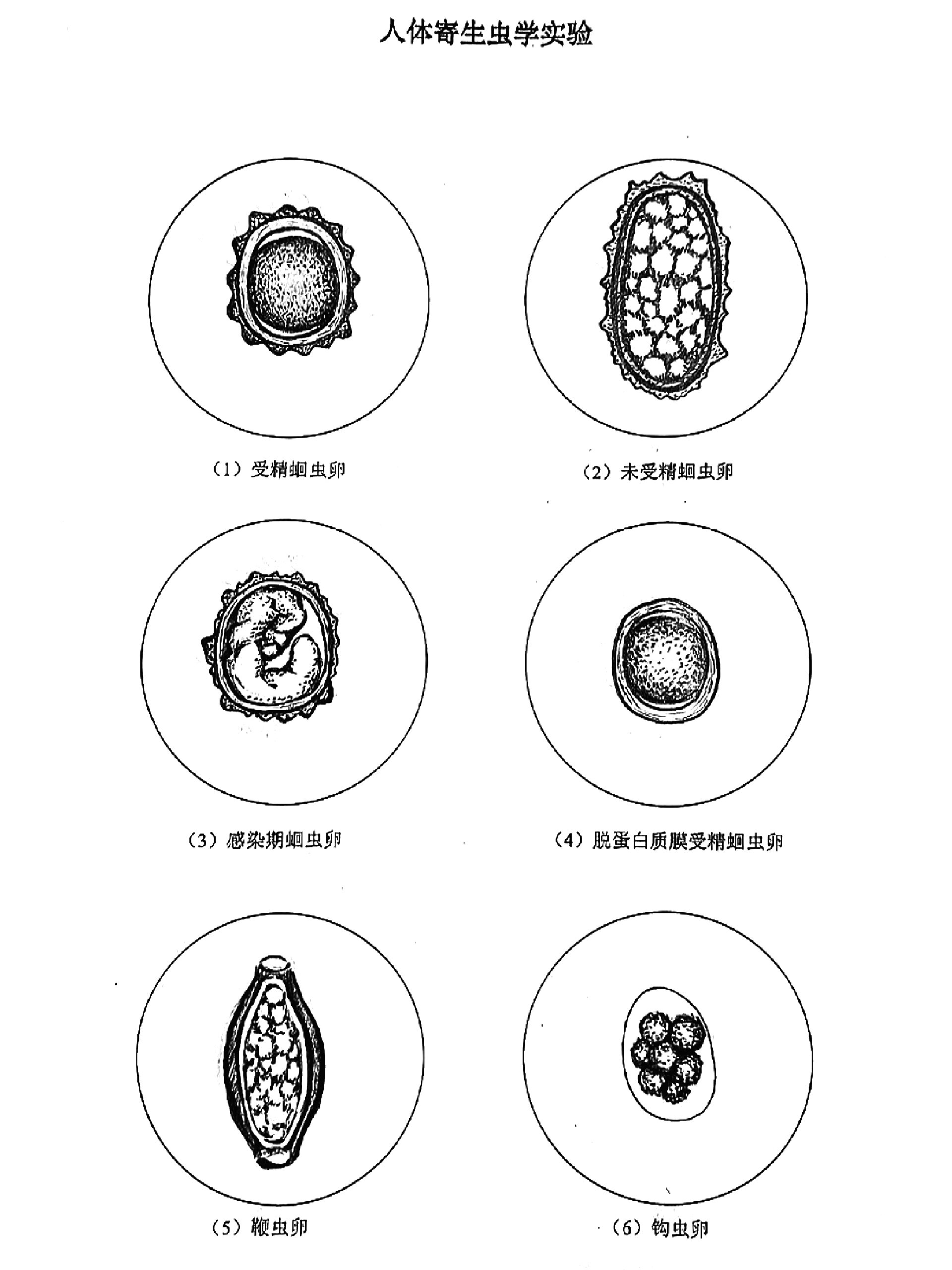 寄生虫虫卵手绘图