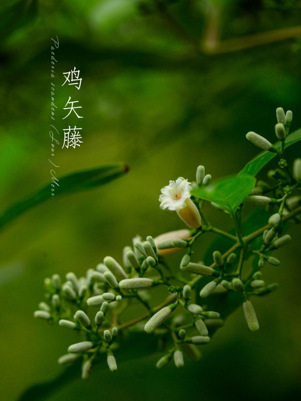 藤蔓植物图片大全图片