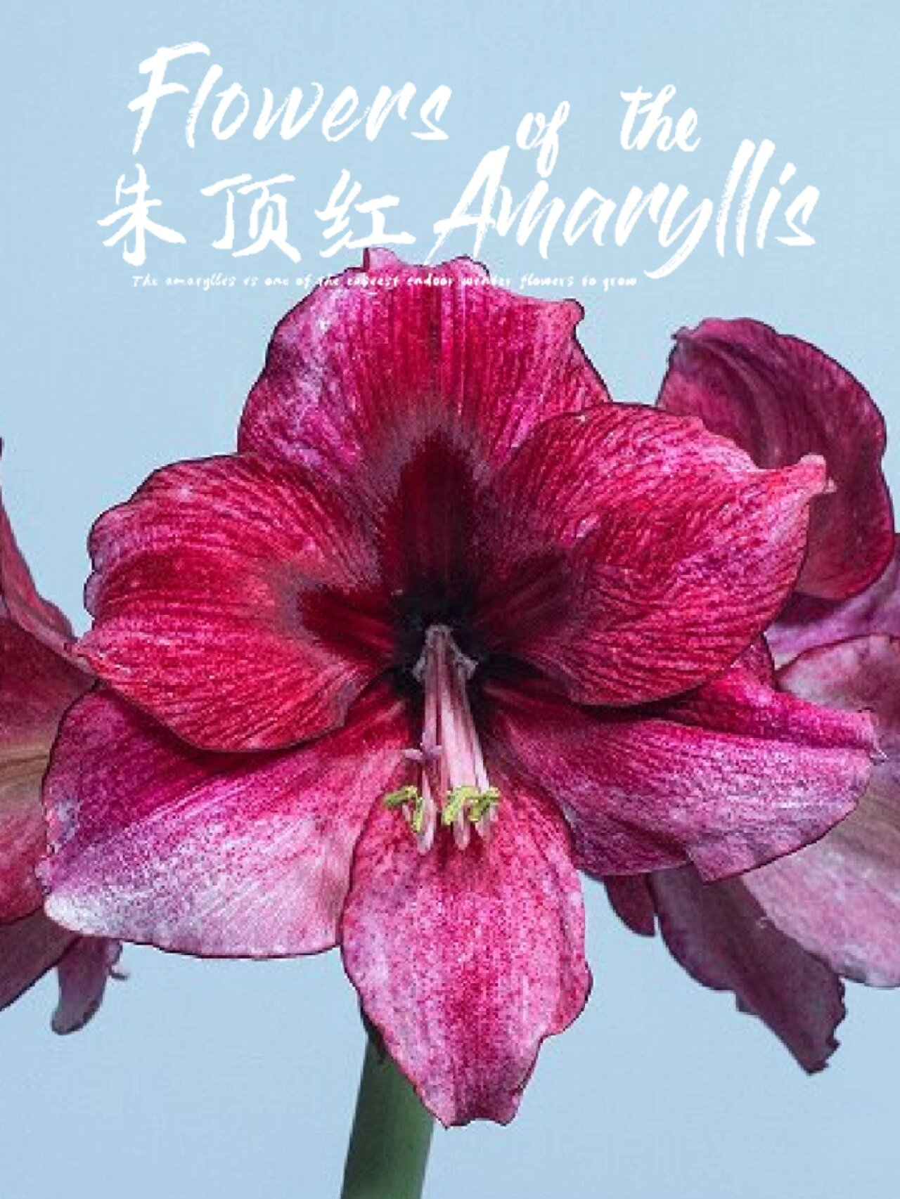 朱顶红达芙妮切花界月神 达芙妮是单瓣里我比较喜欢的品种了, 颜色