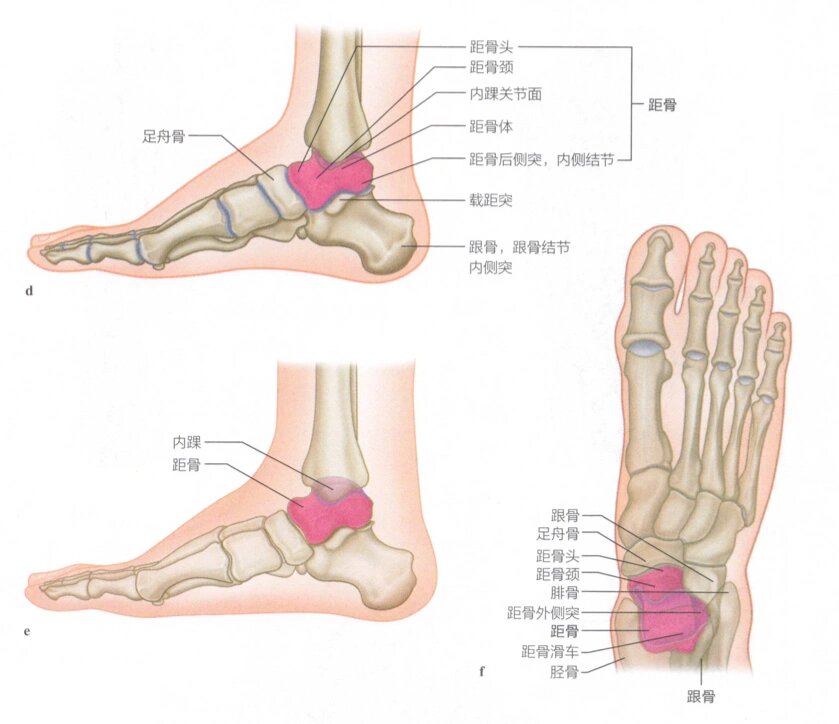 距骨和跟骨组成了后足,它们主要的作用是承受脚跟着地时产生的各种力