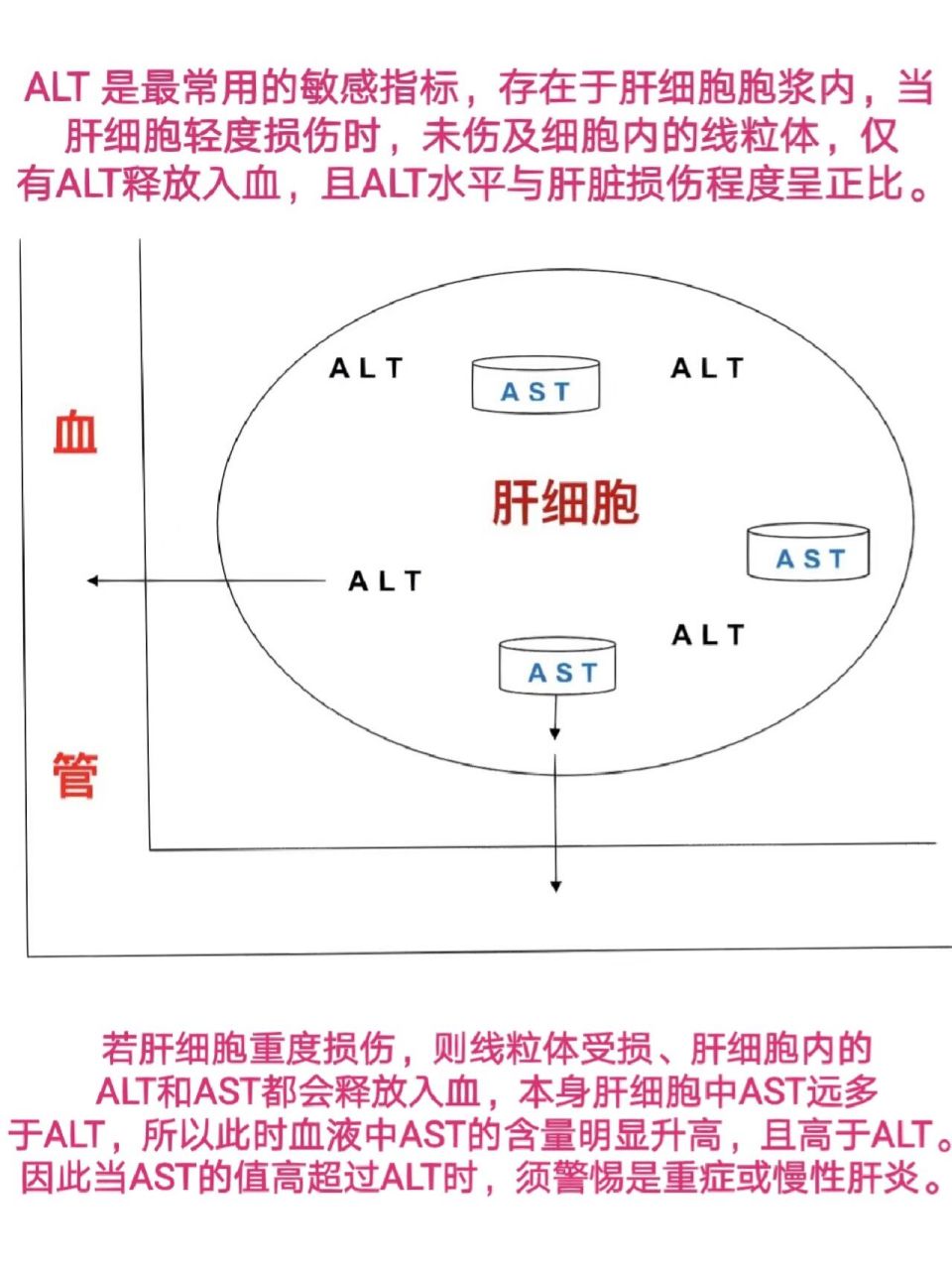 肝功能报告解读 第一项:"谷丙转氨酶alt和谷草转氨酶ast":两者分别