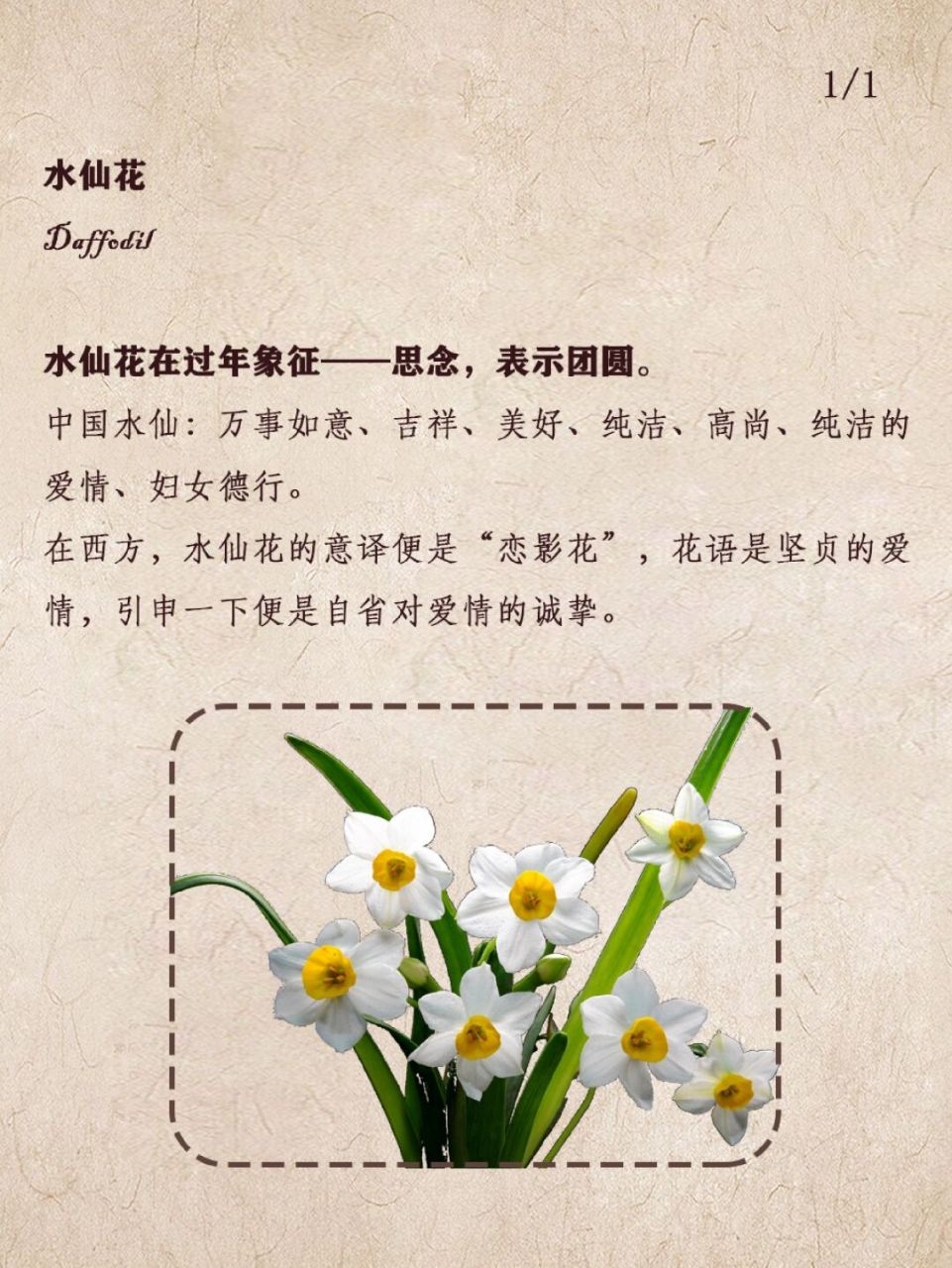 金水仙花语图片