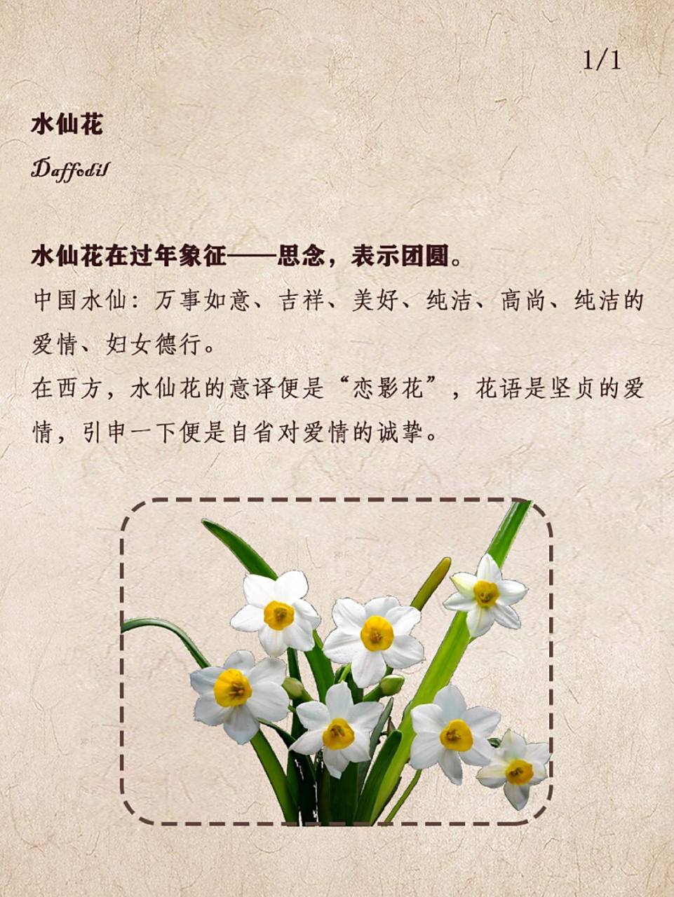 78福到|水仙花的花语 水仙的花期,早于桃李而晚于梅.