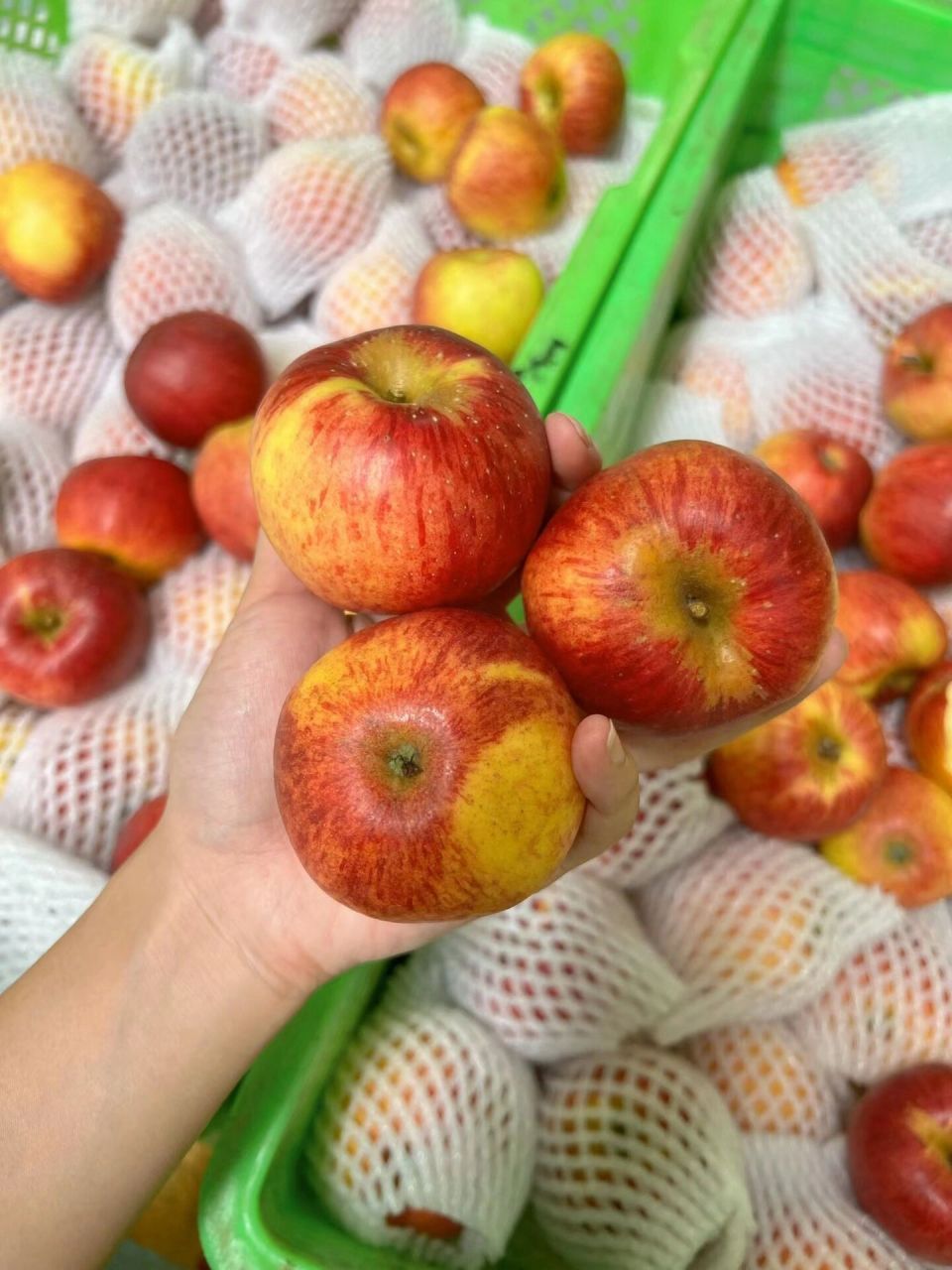 昭通红露苹果验货 巨甜,巨脆,巨好吃 红露已售完现在是丑苹果红富士