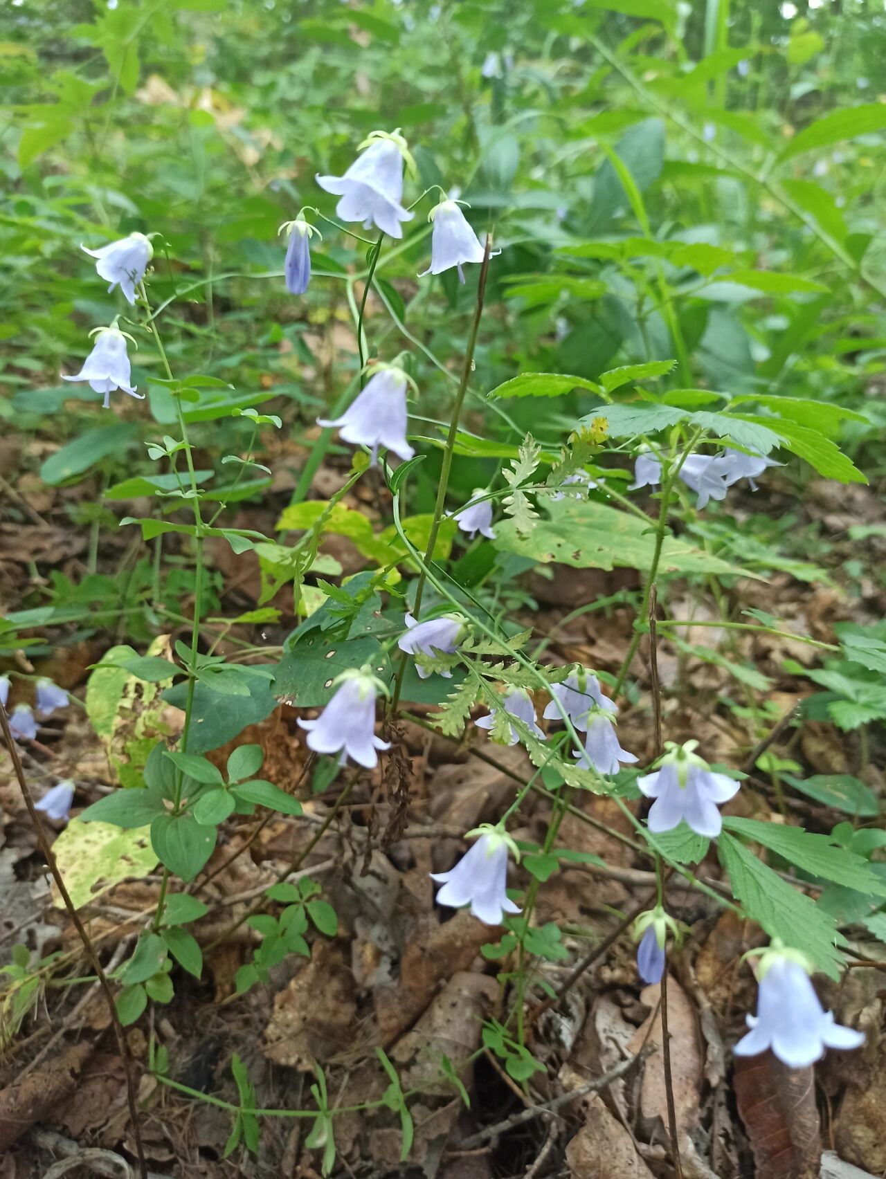 东北野草花(八十二)沙参 桔梗科沙参属多年生草本植物.