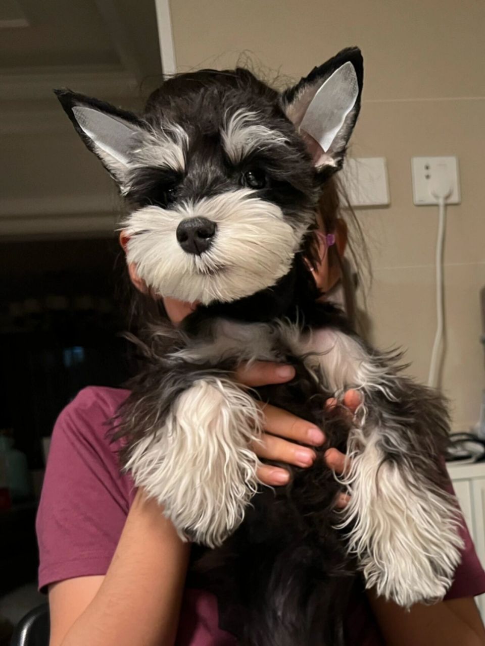 雪纳瑞保持立耳的小妙招 九九出生就是立耳,一直以来耳朵都比较硬挺.