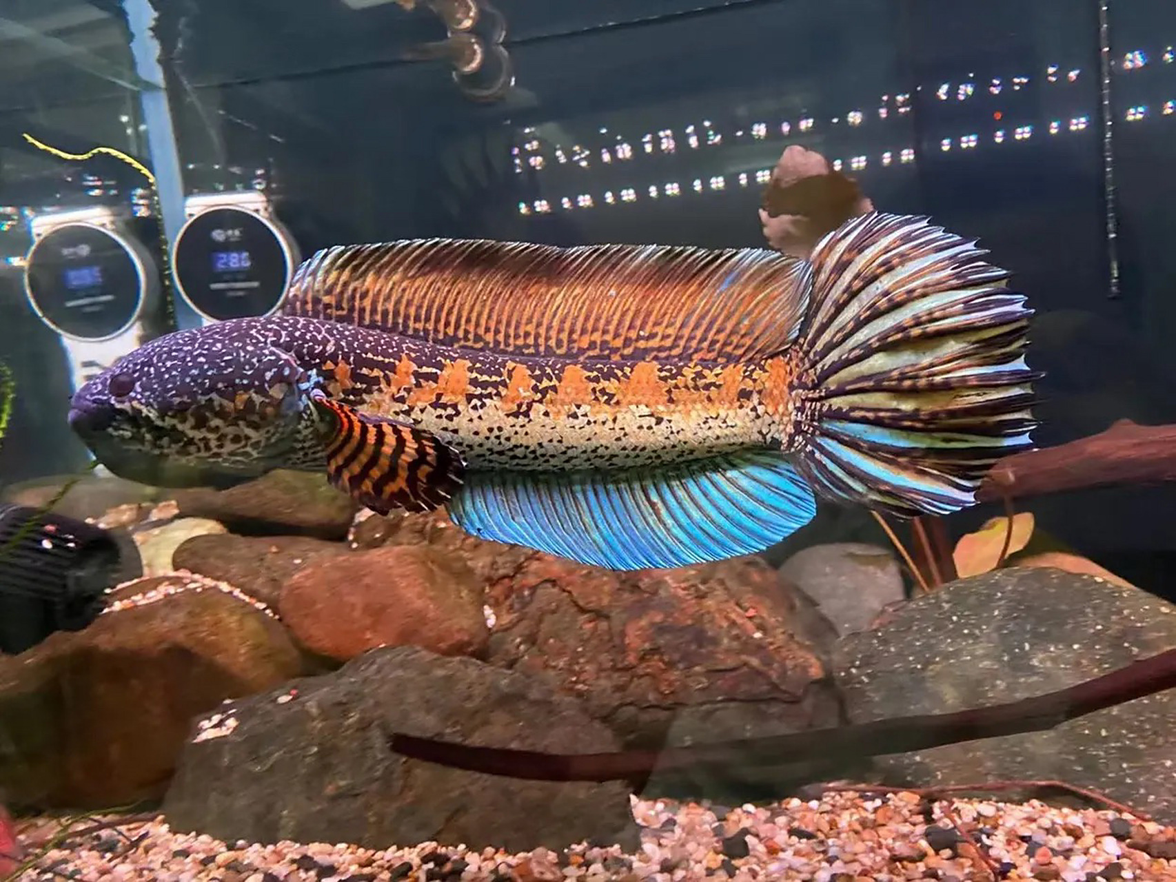 每日一更,眼镜蛇雷龙 黄金眼镜蛇雷龙学名:橙斑鳢,鳢科.