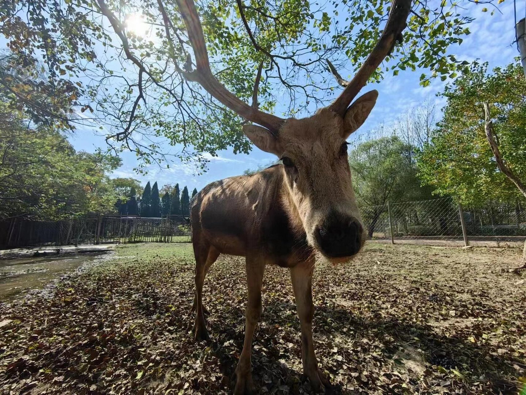 盐城之中华麋鹿园 世界最大的麋鹿04自然保护区 主拥有世界最大的
