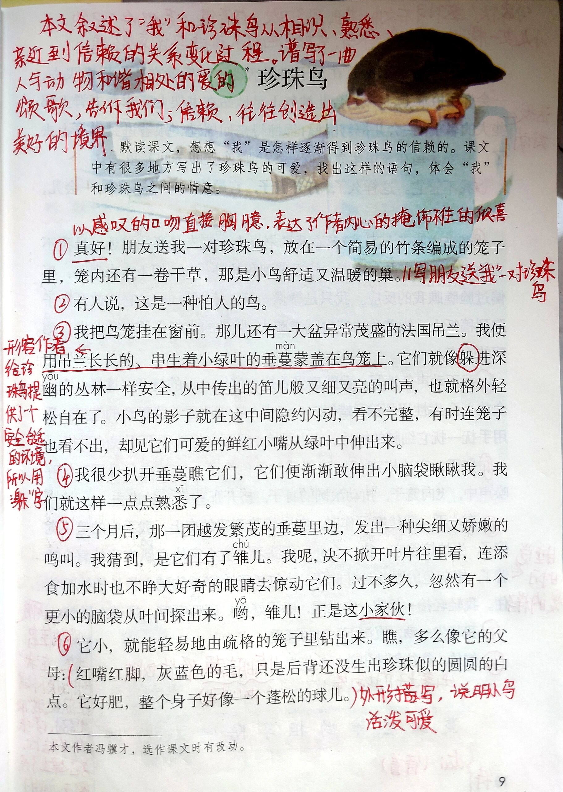 珍珠鸟课堂笔记知识点图片