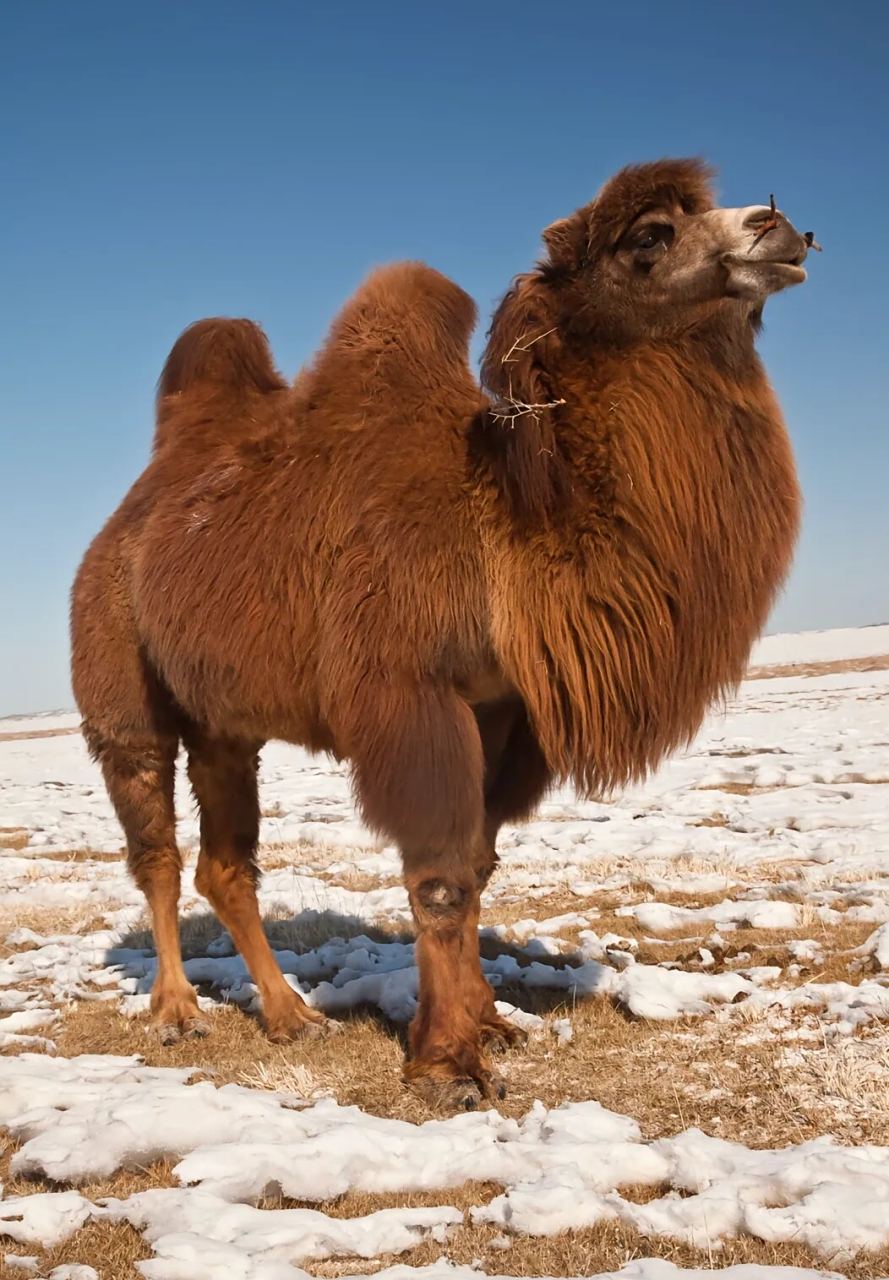 在中国骆驼的主要分布在(新疆.内蒙.甘肃.青海)四个区域. 2.