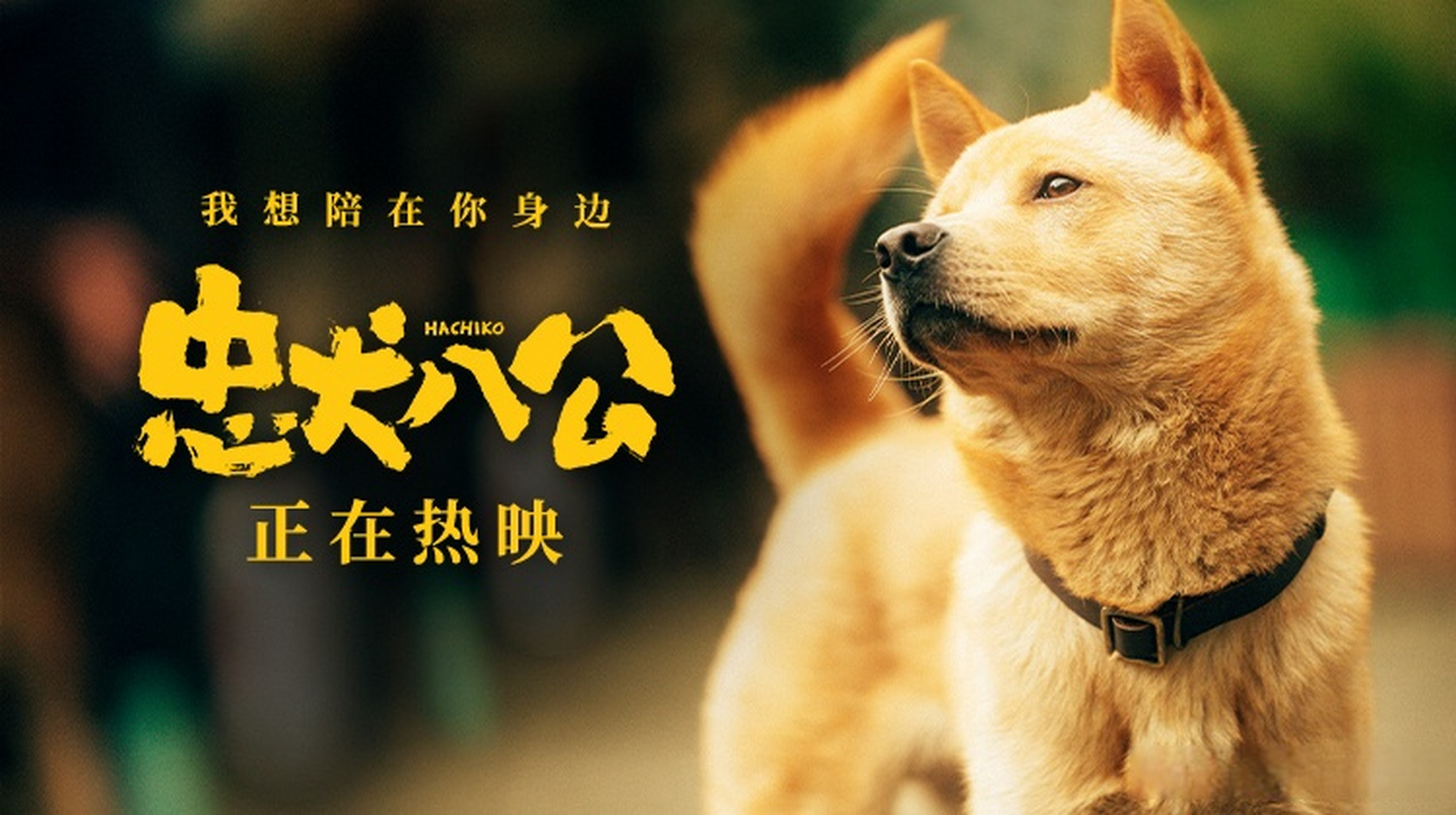 忠犬八公结局是he# 电影忠犬八公今日释出"天堂告别"版海报,画面职怂
