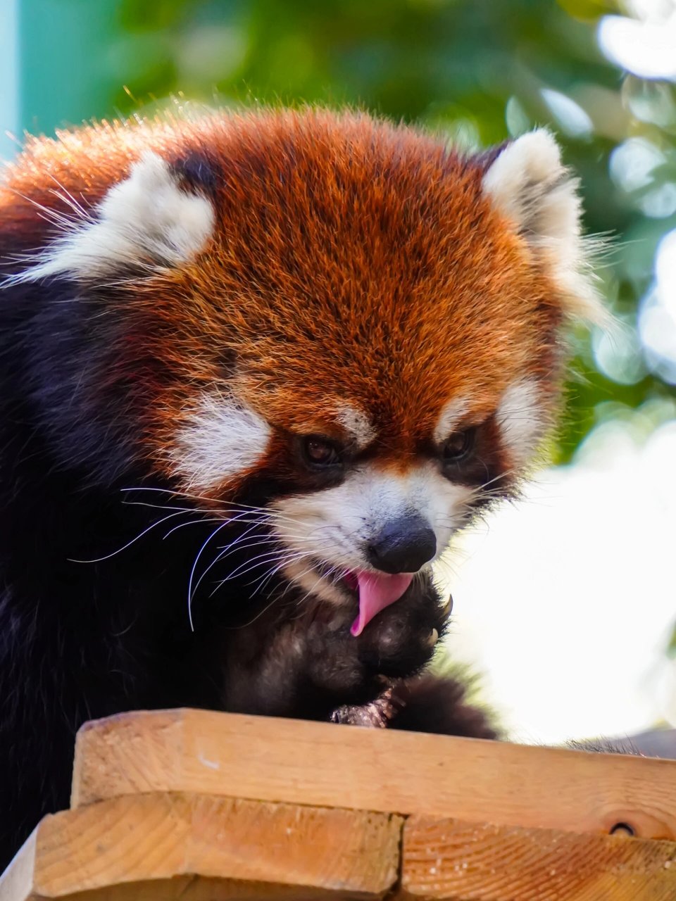 北京野生动物园里萌翻天的小熊猫 如果将全球的萌物进行一次排行,小