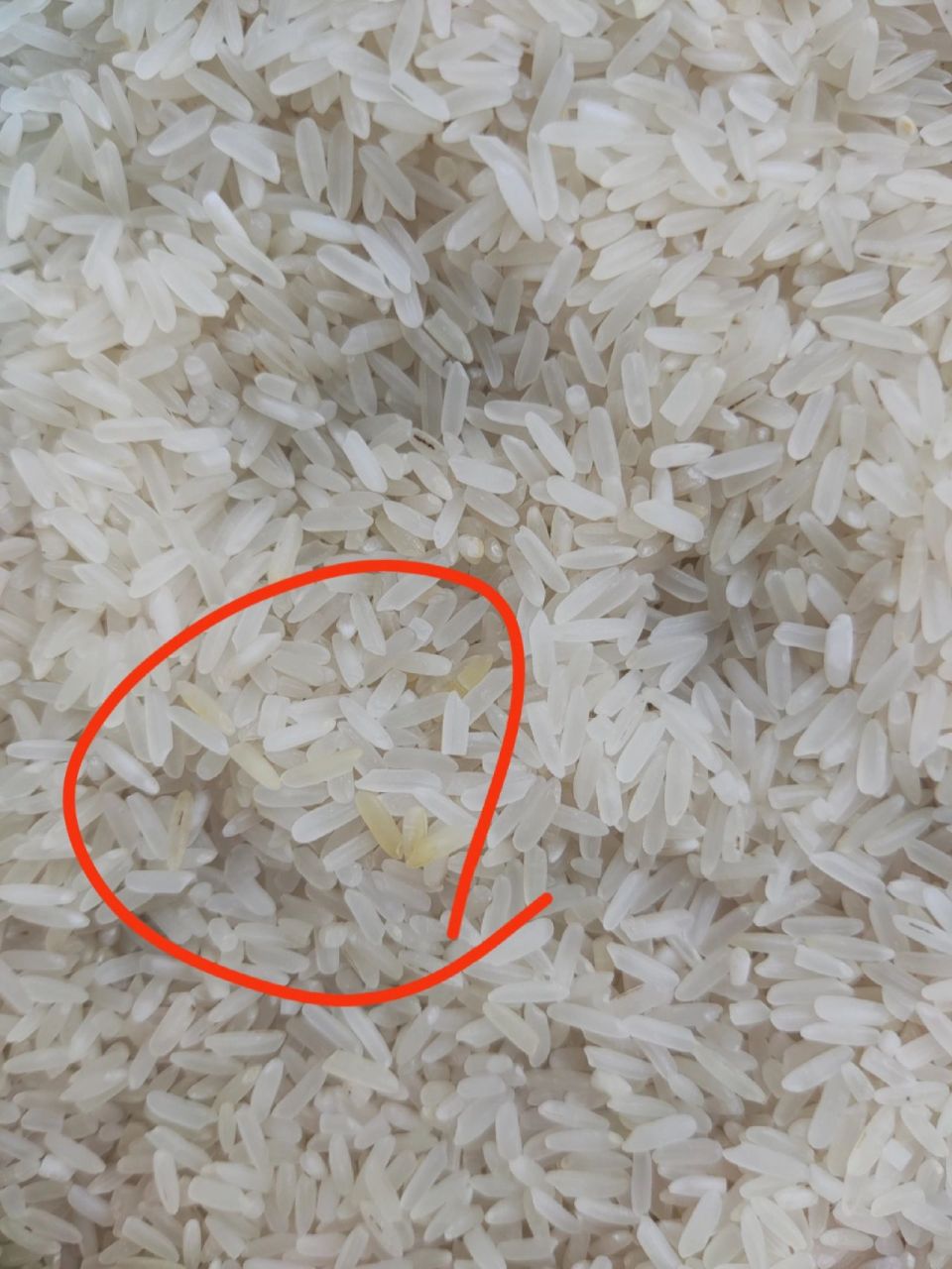 大米发黄,还能吃吗?