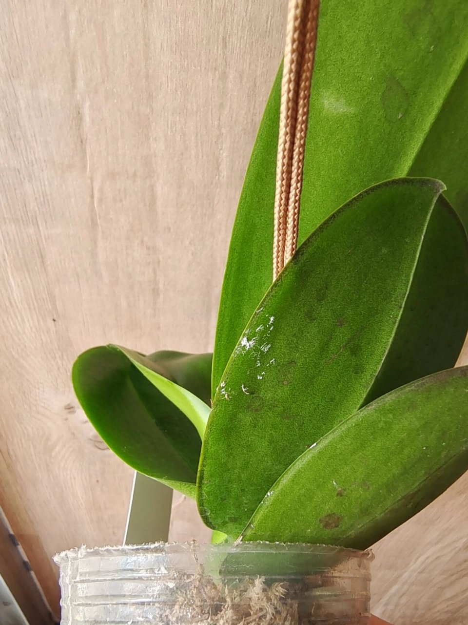 蝴蝶兰叶子晒白点 求助~蝴蝶兰叶子晒伤有白点,或者,不是晒的,因为这