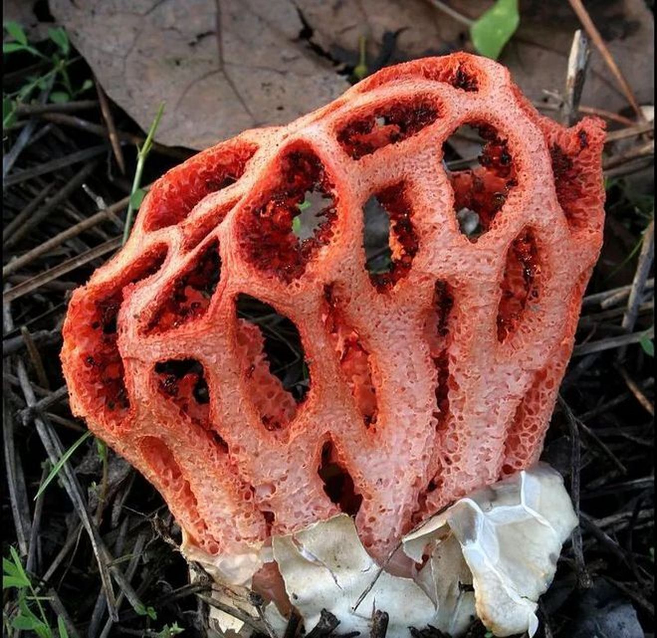 篮子臭角 拉丁学名:clathrus ruber 目:鬼笔目 科:鬼笔科 属:笼头菌属