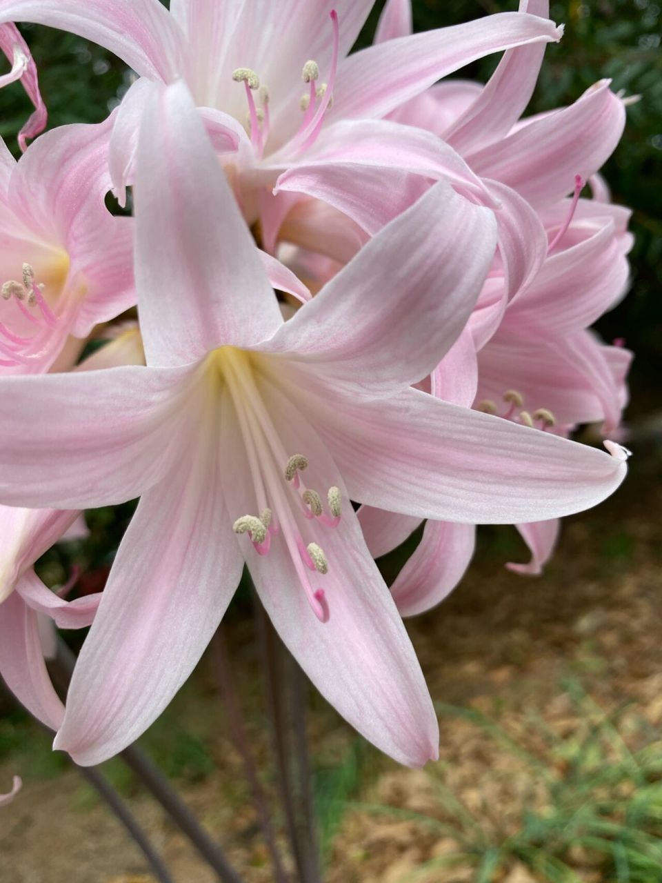 南非孤挺花 南非孤挺花 学名:amaryllis belladonna 英文俗称:jersey