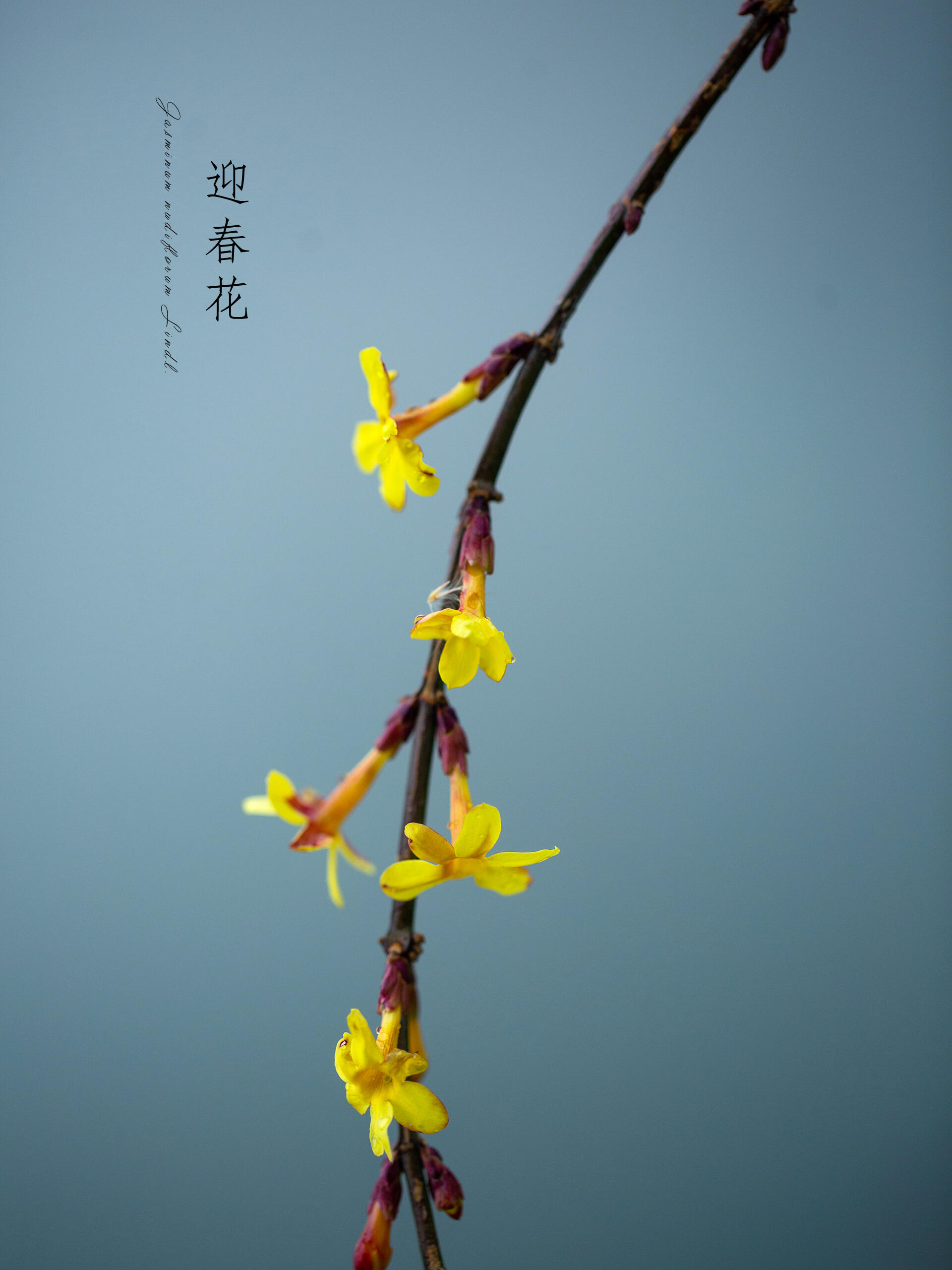 迎春花|jasminum nudiflorum lindl