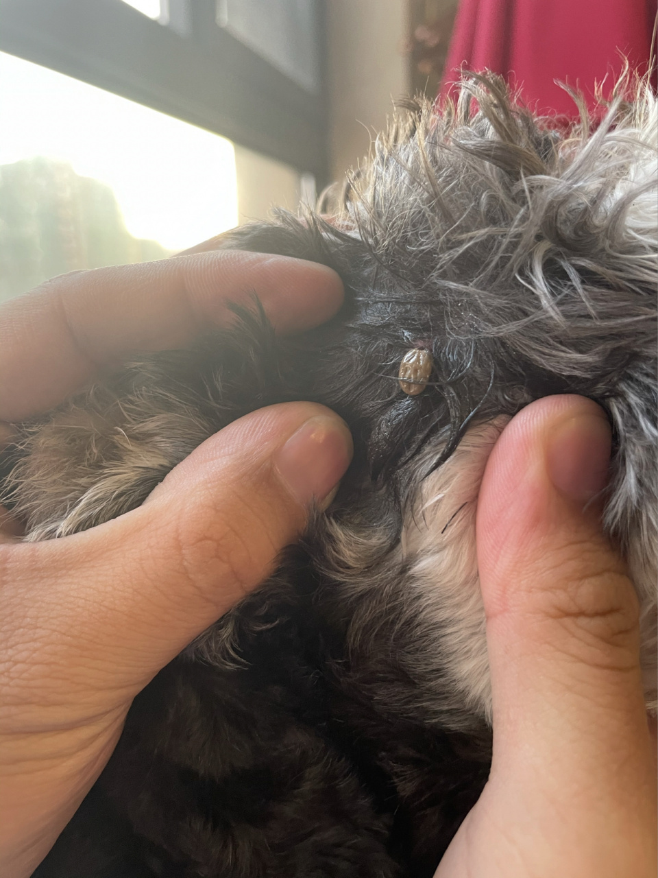 大蜱虫6015那么大一只 头一回看到蜱虫本尊!那么大一只吓死我啦