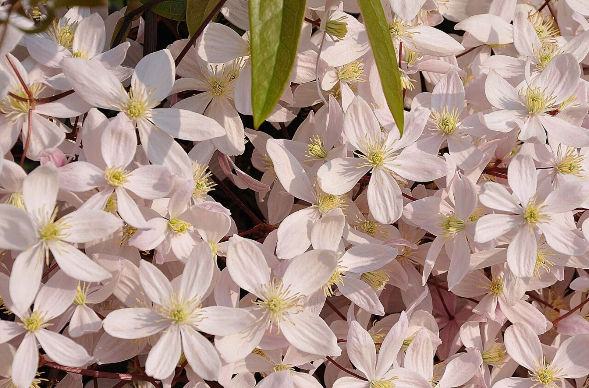 铁线莲"苹果花" 苹果花 apple blossom 分类:藤本 类群:常绿木通组 花