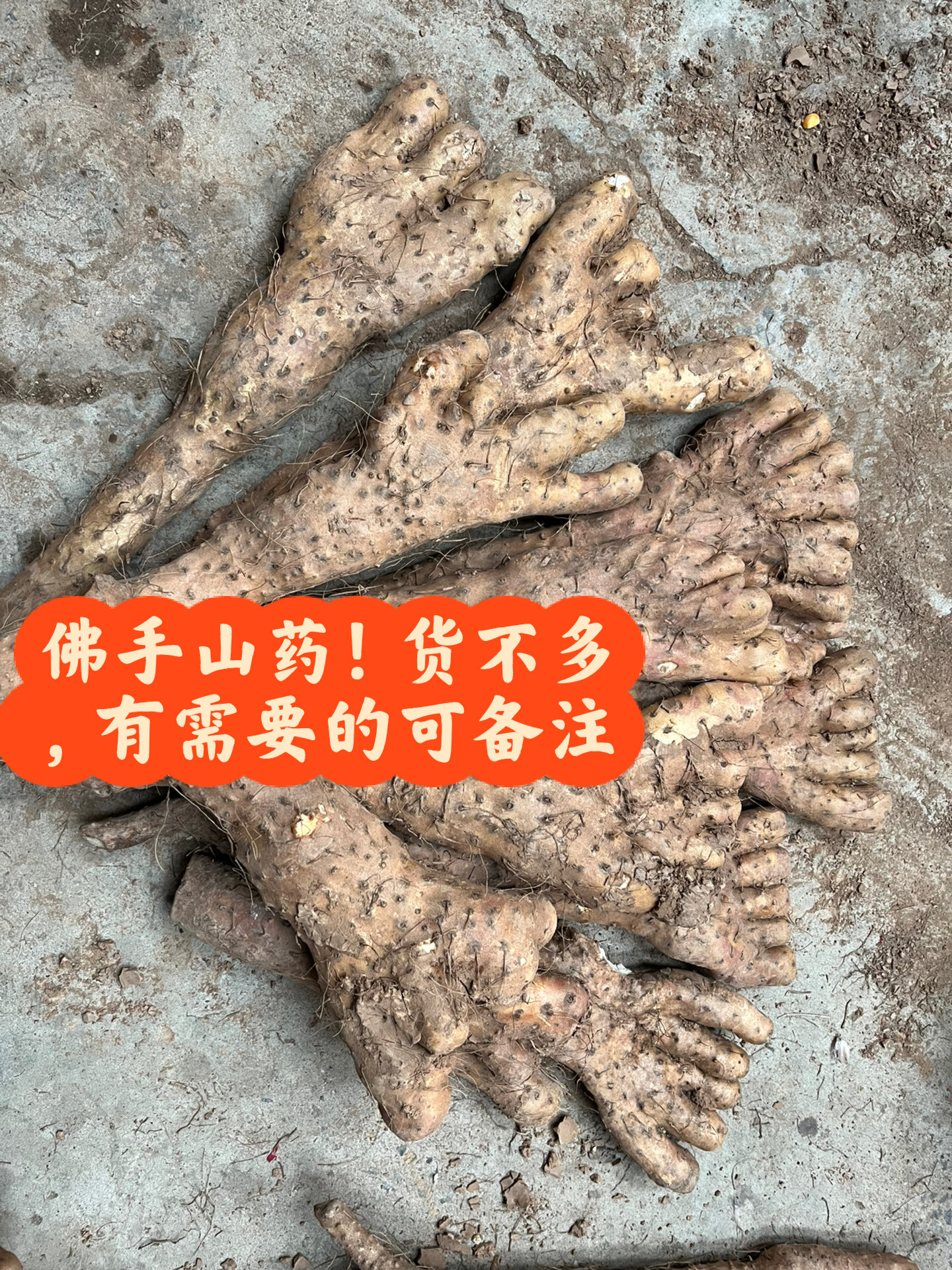 佛手山药,货不多 因为是垆土,所以随意生长,遇见坚硬的地块就会变身啦