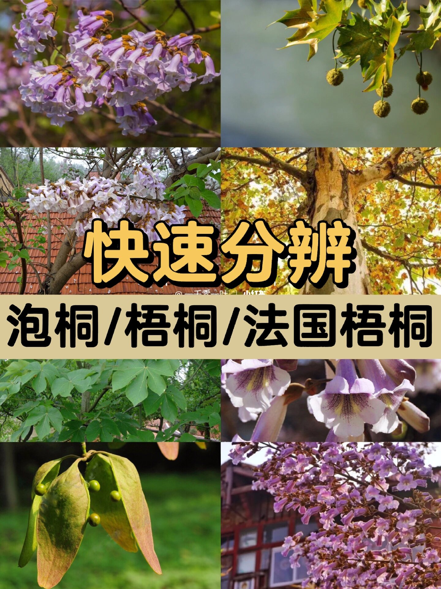 保姆级教程分辨98泡桐/梧桐/法国梧桐 桃李海棠樱花争春已告一段落