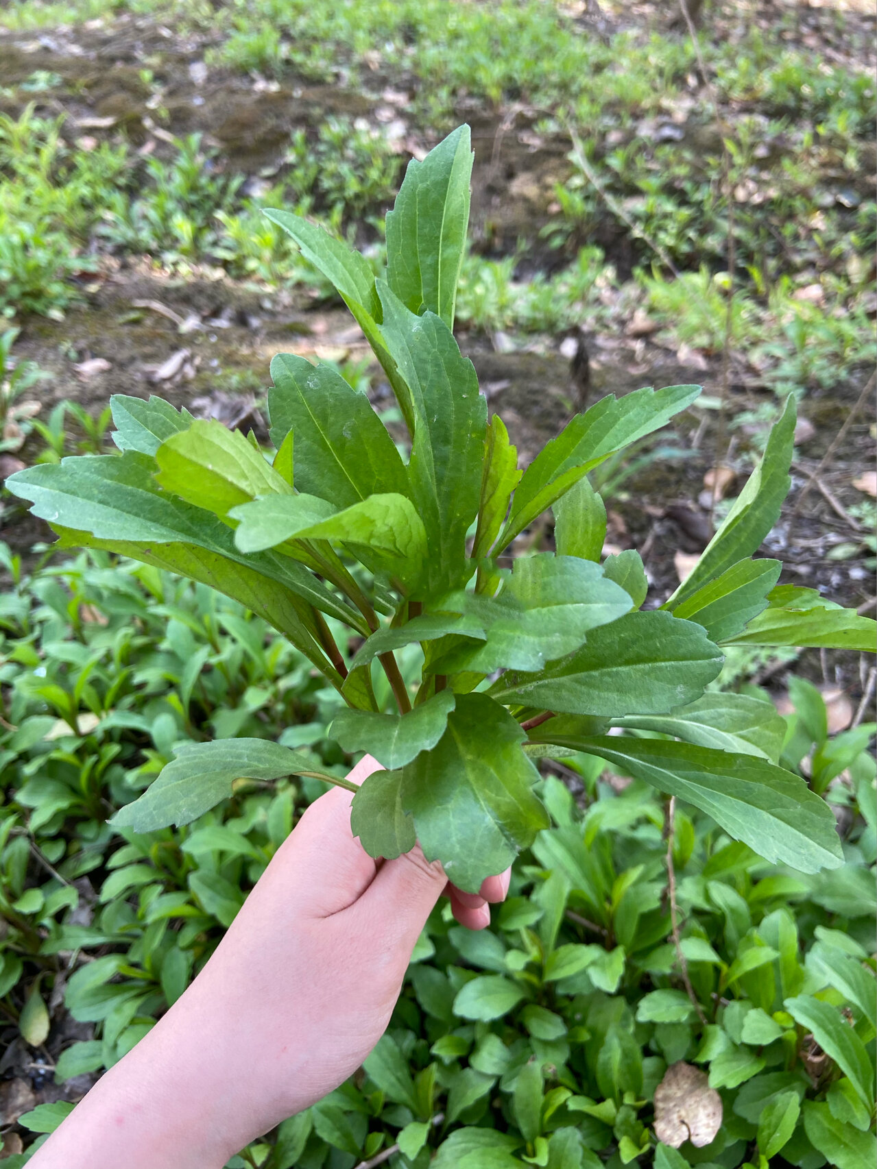 野菜好好吃可以干三碗饭