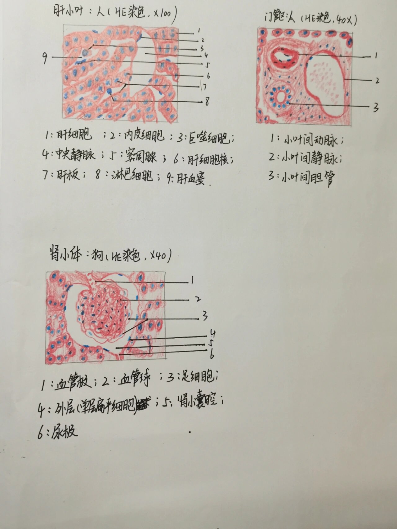 肾小体手绘图图片