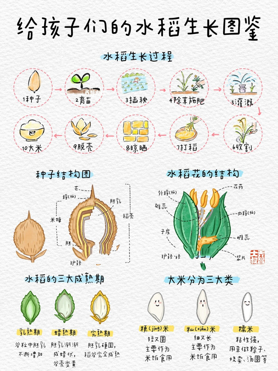 水稻种植顺序图片