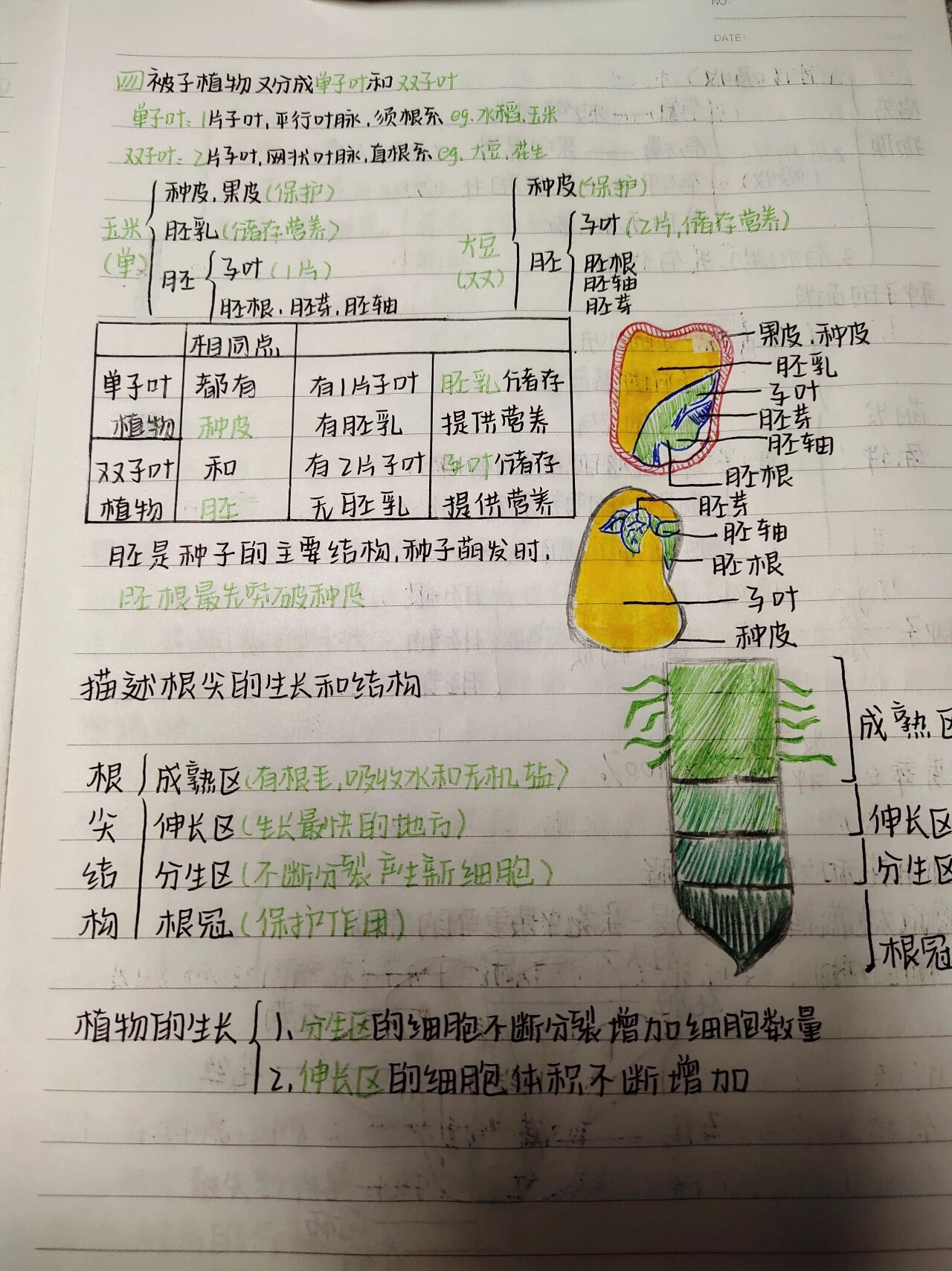 初一七上生物笔记