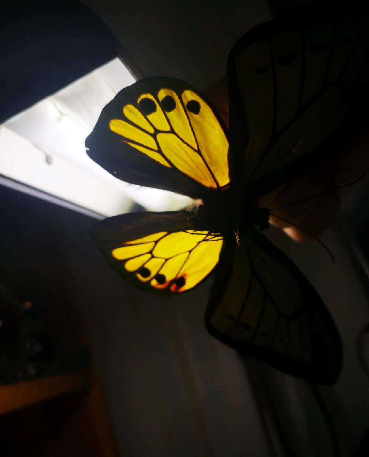 哥利亚鸟翼凤蝶(雄)