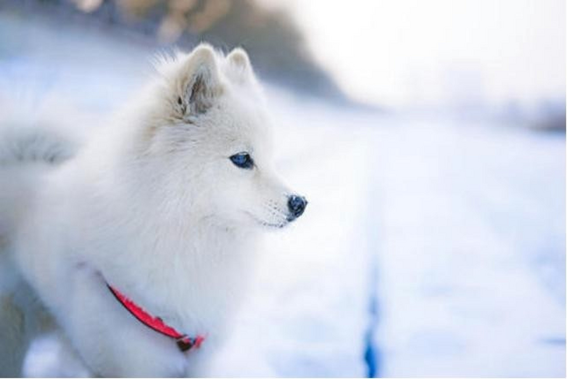 银狐犬壁纸图片