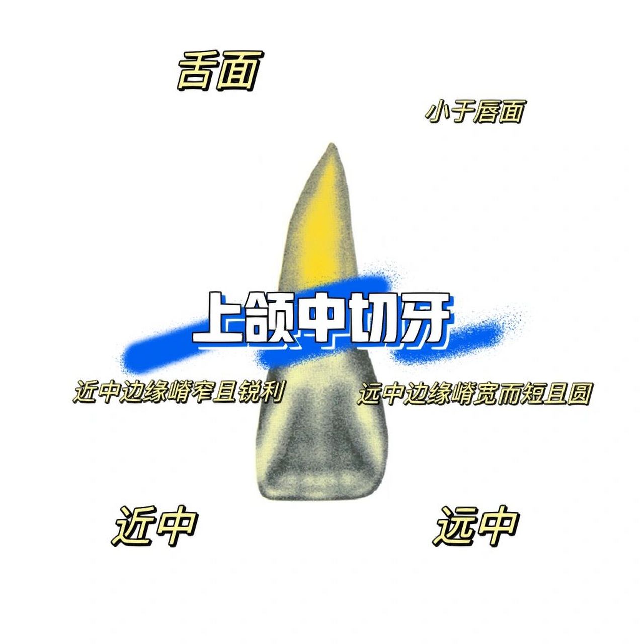 口解一    上颌中切牙 口腔解剖生理学是口腔医学的一门基础课程,接