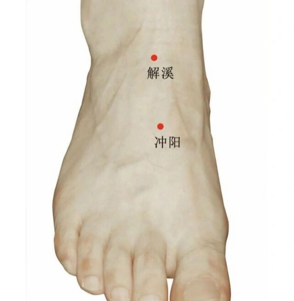 特效穴之解溪穴:去水肿,止头晕头痛 解溪是足阳明胃经的穴位,在足背与