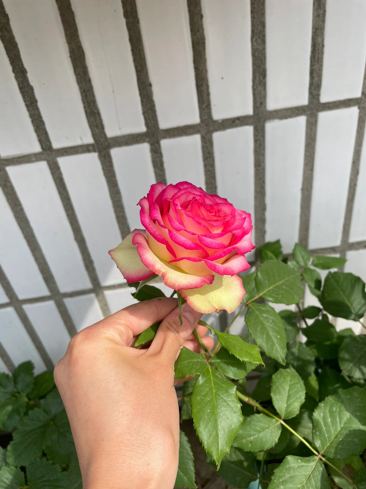 梦露月季,红边真的太好看了 切花月季,艳而不妖,媚而不狐