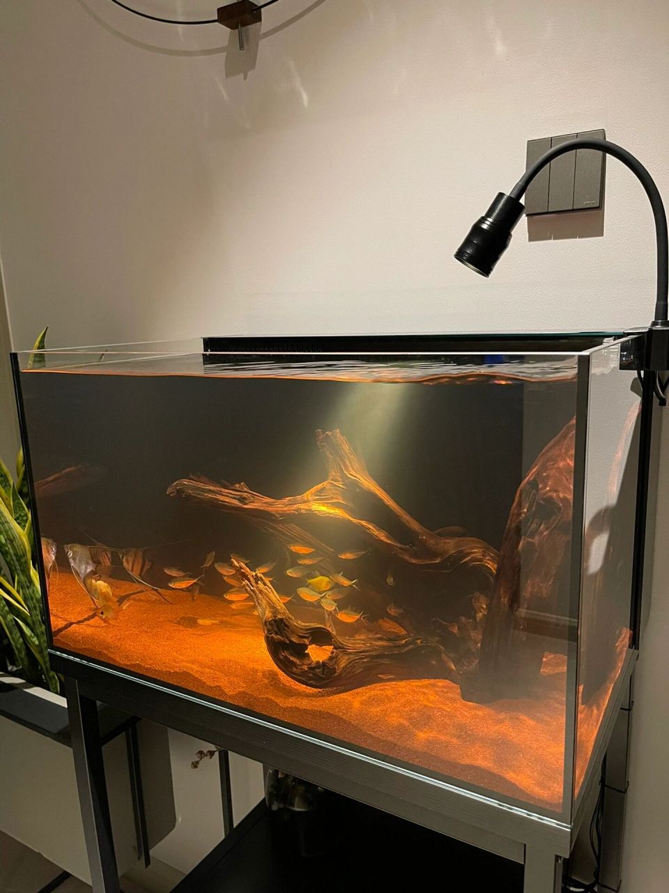 新入手的南美缸～60鱼缸～沉木造型～ 我的第一个30鱼缸已经转给了有