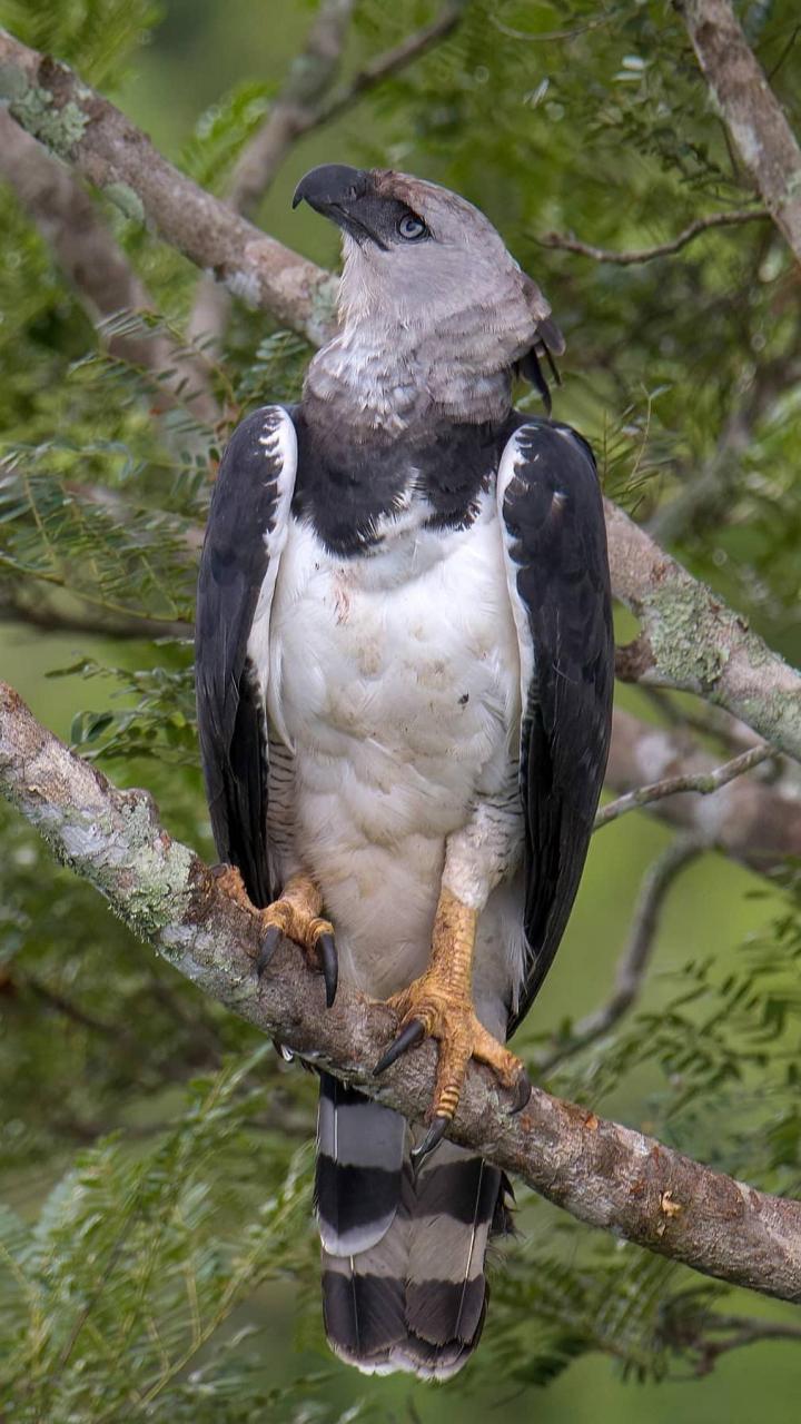 角雕是世界上最大的猛禽之一,体重5～9kg,爪子能长到12.