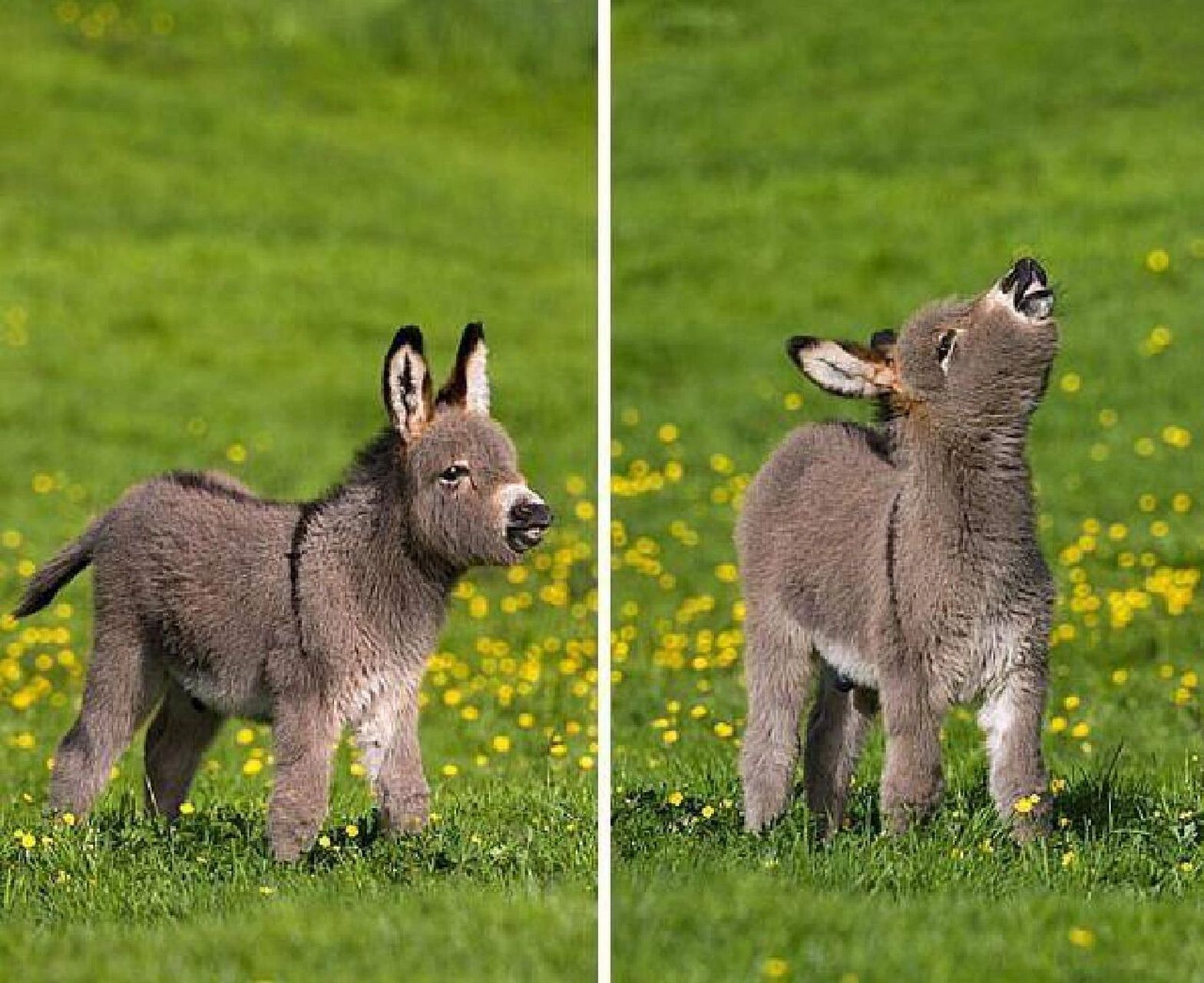 说出来你可能不信,它就是缩小版的迷你驴.